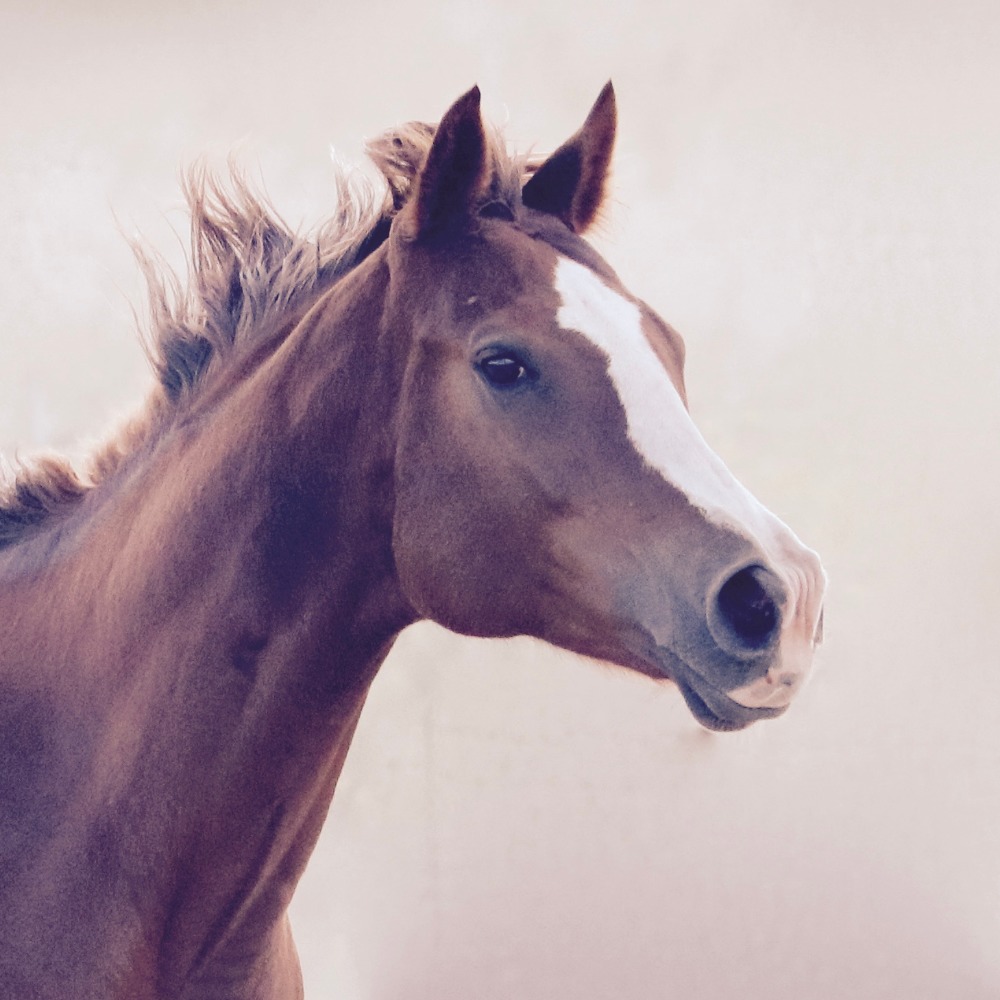 Meet your Posher, Liz